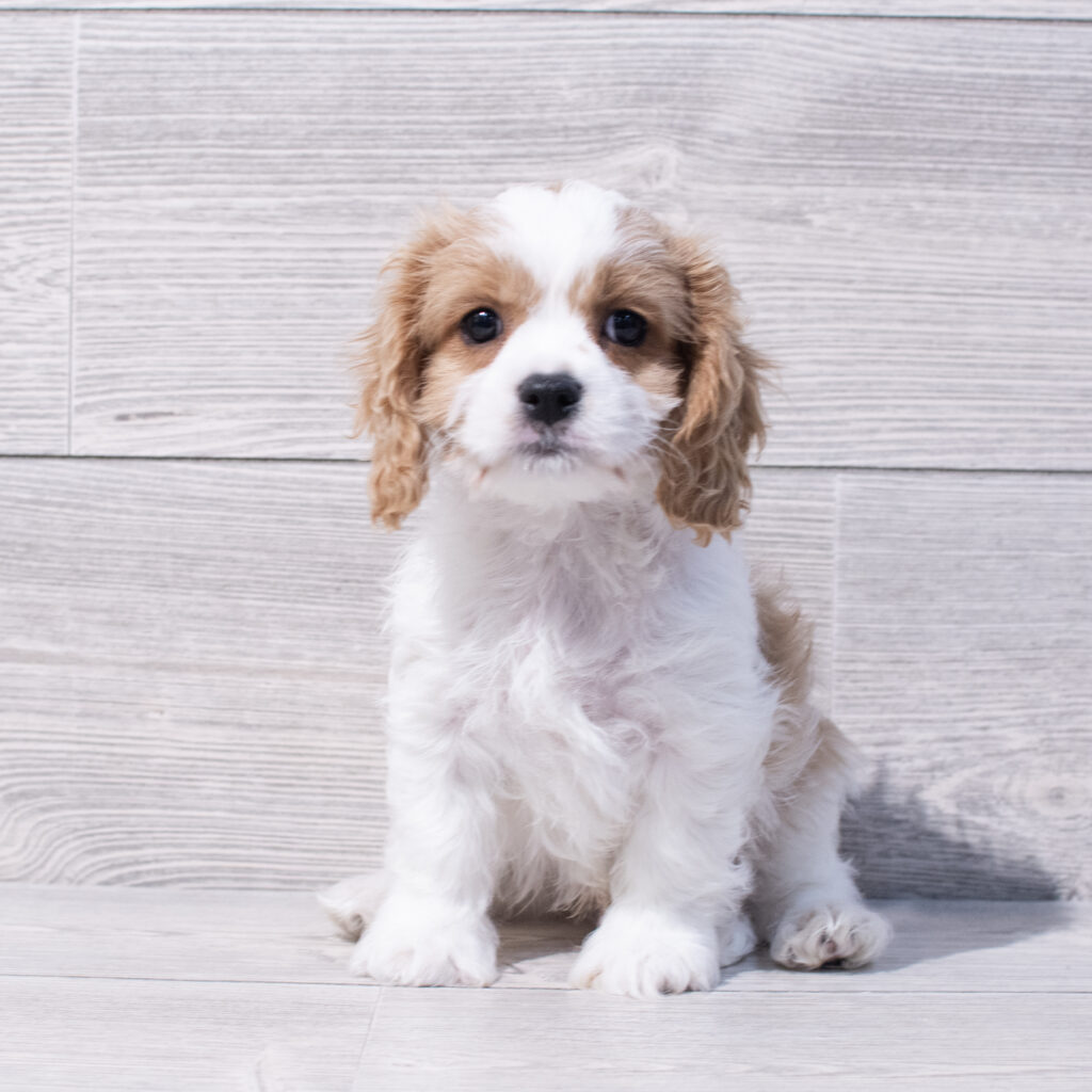 Cavachon Dog Male Blenheim 1596 Petland Cleveland