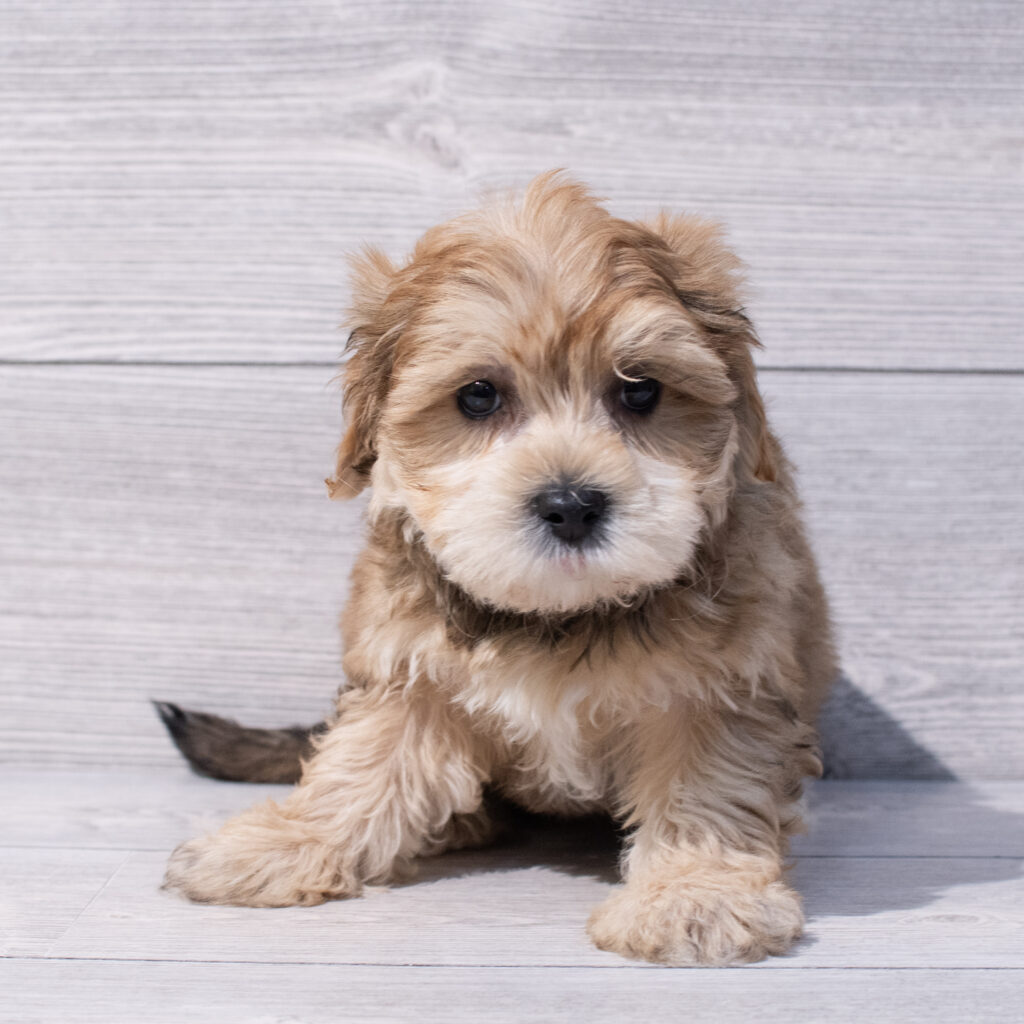 Yochon Dog Male Brown 1594 Petland Cleveland