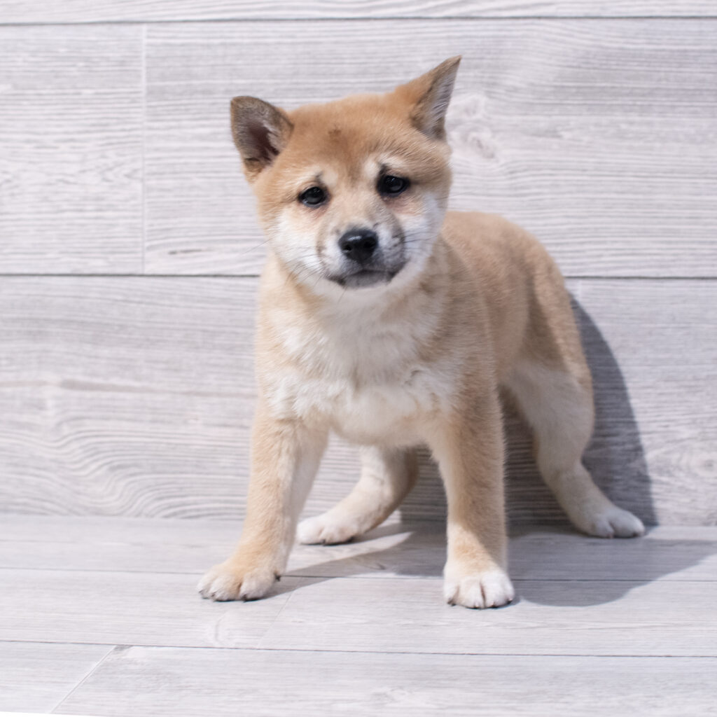Shiba Inu Dog Female Red 1597 Petland Cleveland