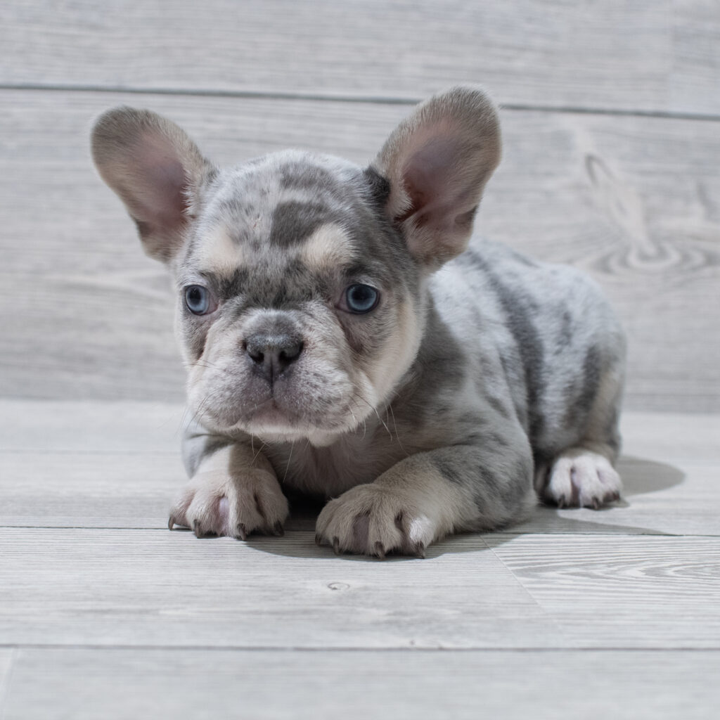 French Bulldog Dog Male Blue Merle 4862 Petland Cleveland