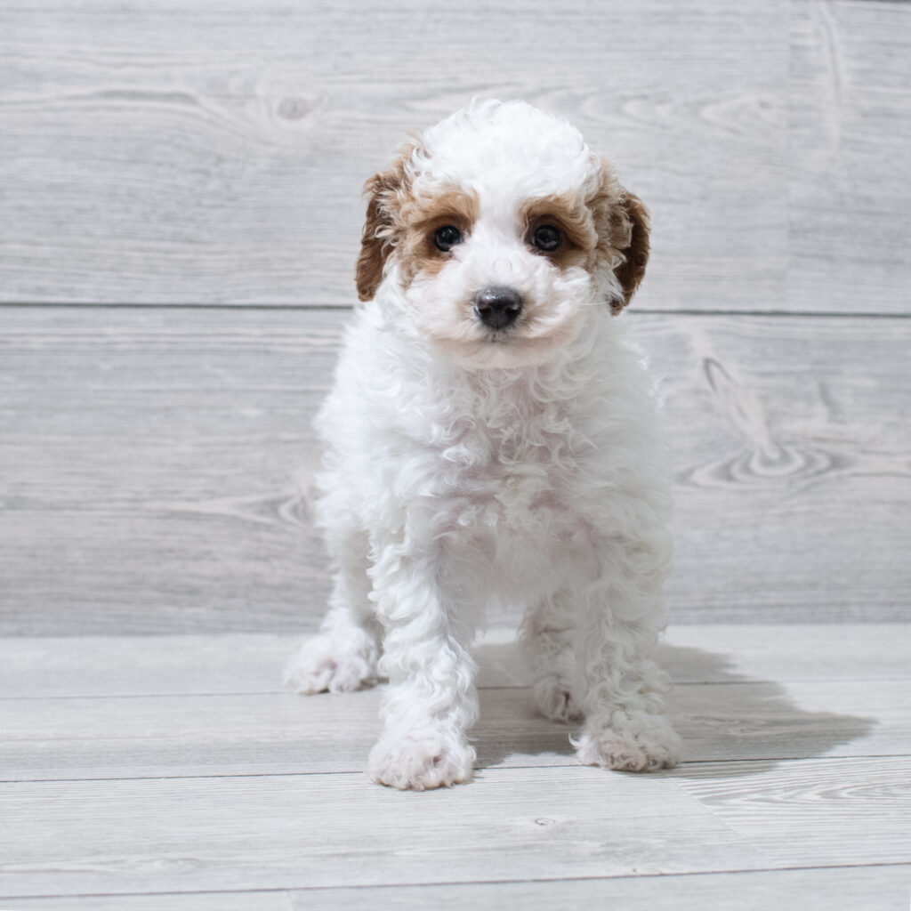 Poodle Mini Dog Female White / Red 4861 Petland Cleveland