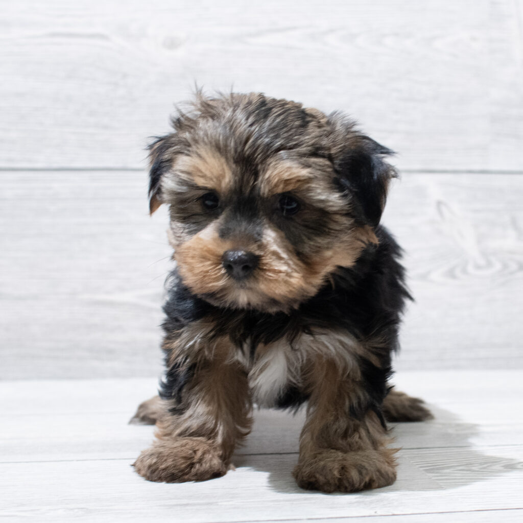 Yorkshire Terrier Dog Female Black / Tan 4868 Petland Cleveland