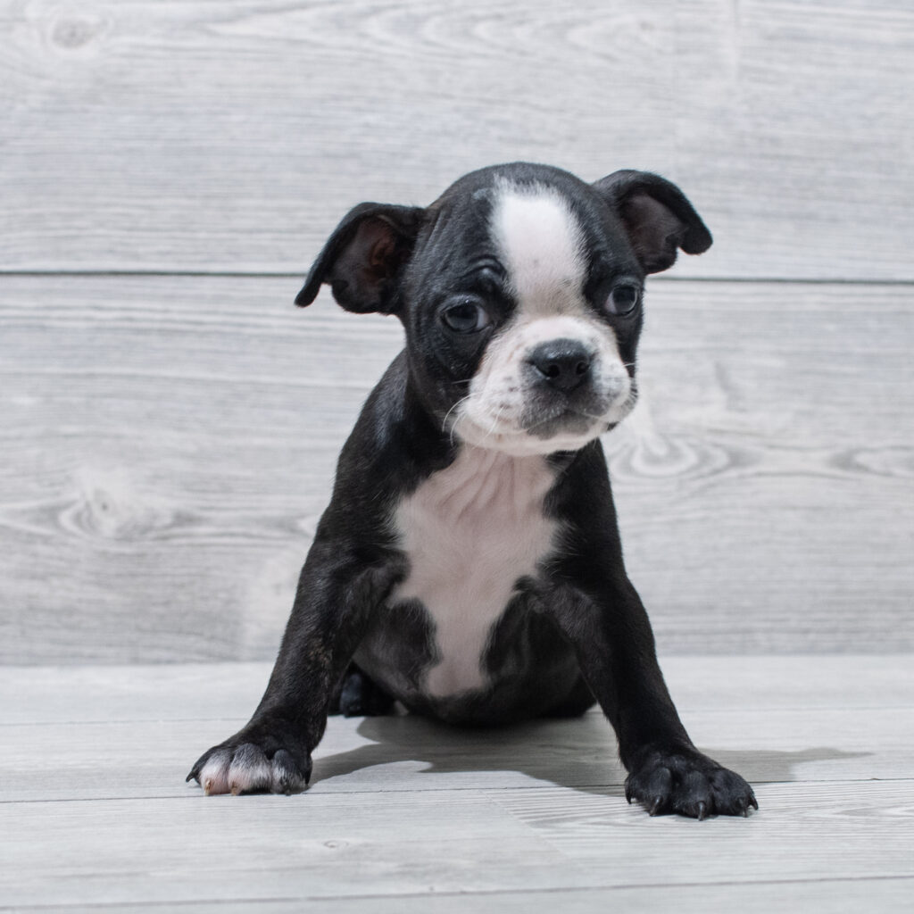 Boston Terrier Dog Female Black / White 4865 Petland Cleveland