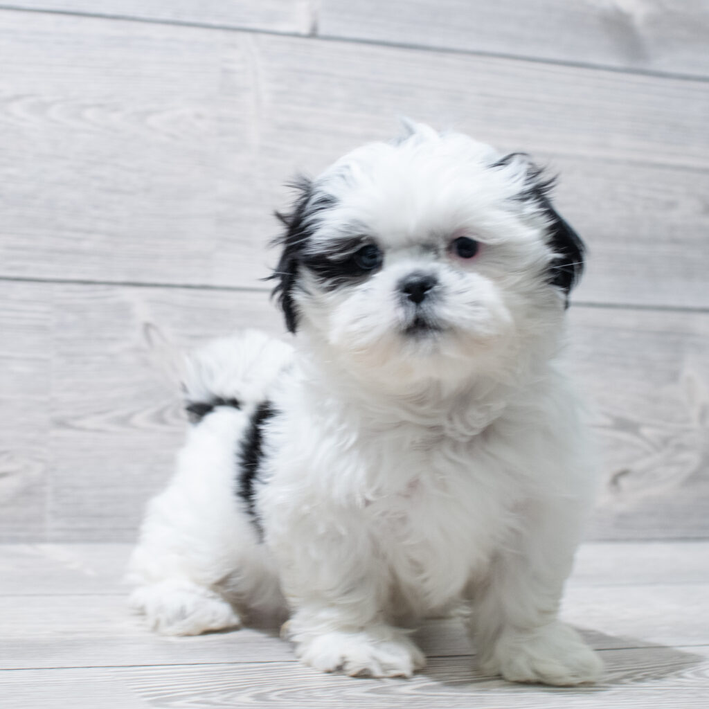 Shih Tzu Dog Female Brindle / White 4874 Petland Cleveland