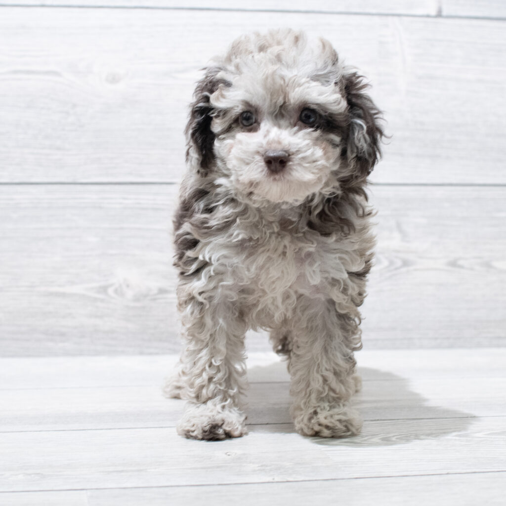Poodle Mini Dog Female Chocolate Merle 4871 Petland Cleveland