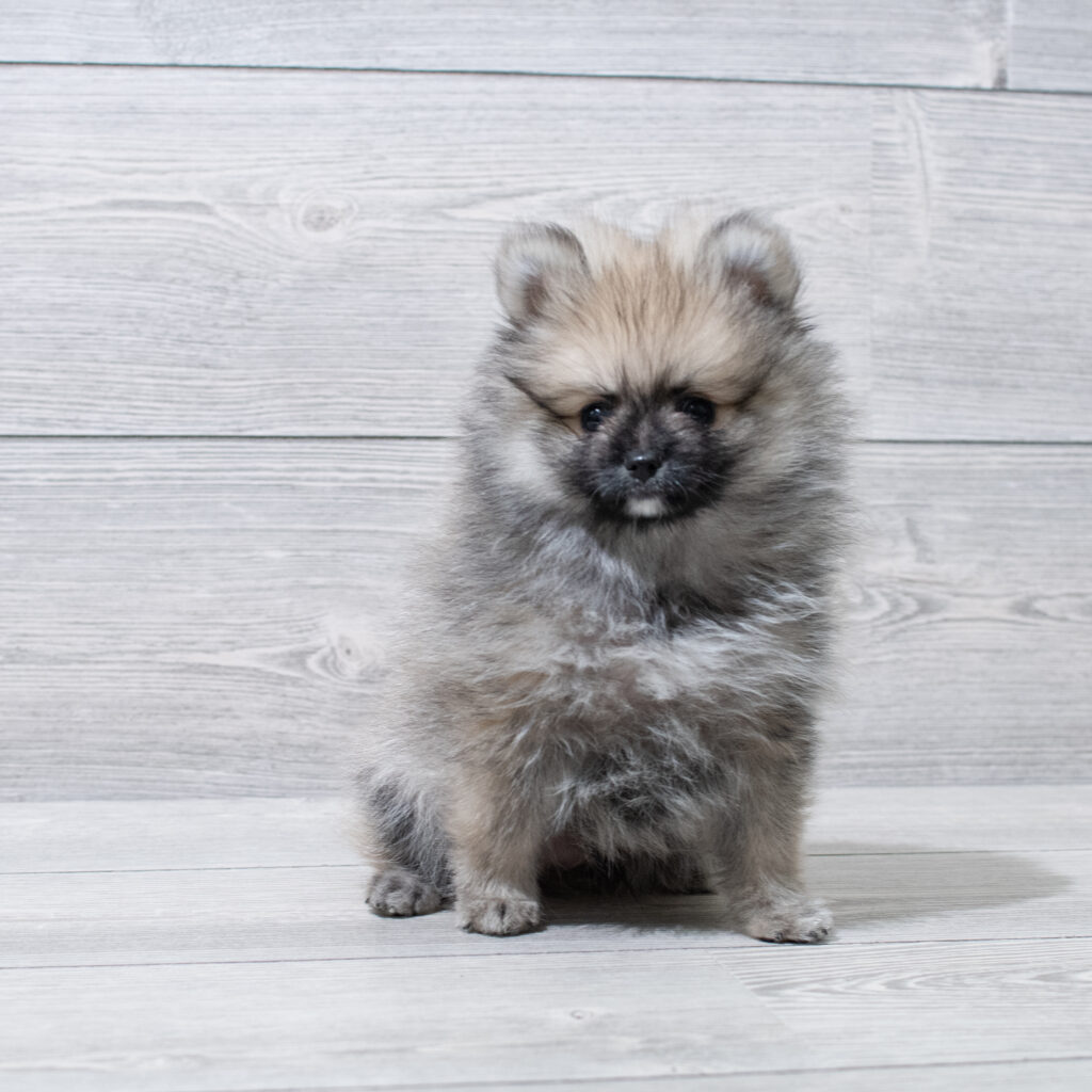 Pomeranian Dog Male Sable 4870 Petland Cleveland