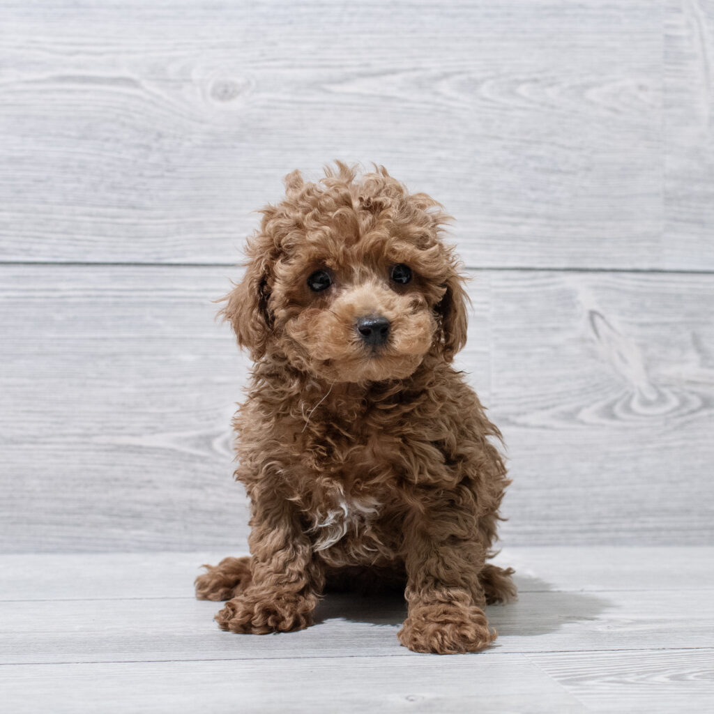 Poodle Mini Dog Male Red 4872 Petland Cleveland