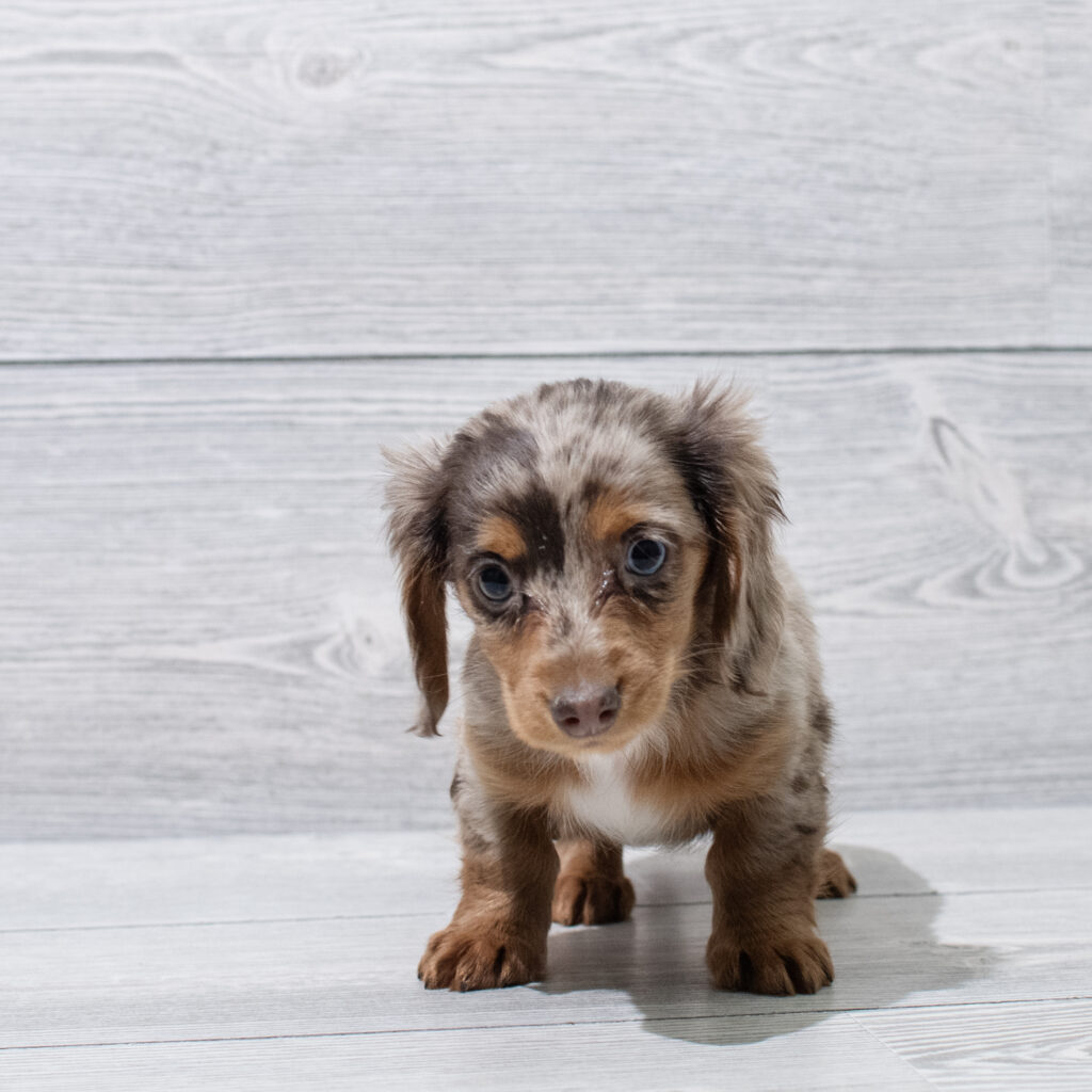 Dachshund Dog Female Chocolate 4869 Petland Cleveland