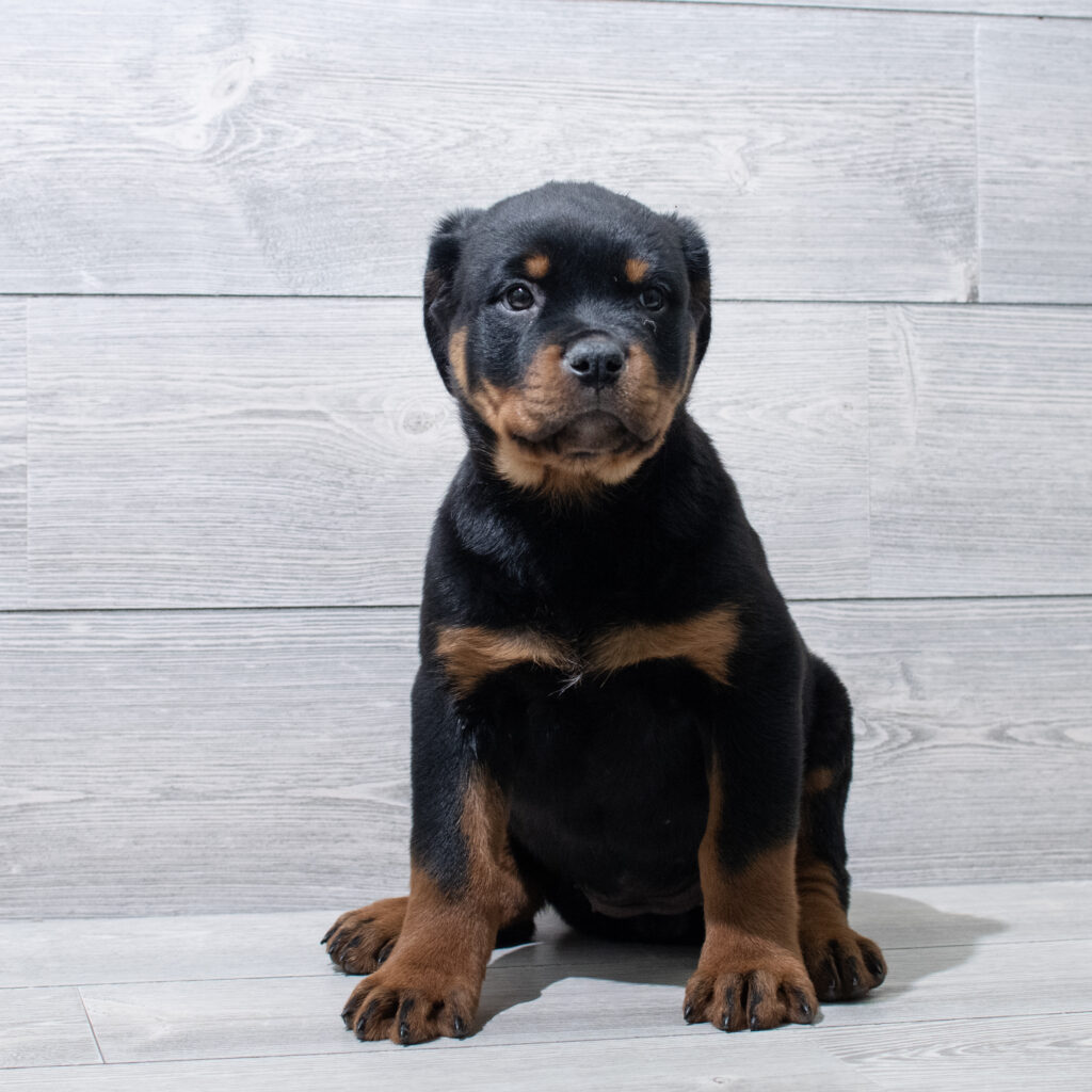 Rottweiler Dog Female Black / Tan 4873 Petland Cleveland