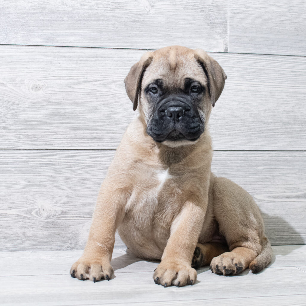Bullmastiff Dog Female Red Fawn 4867 Petland Cleveland