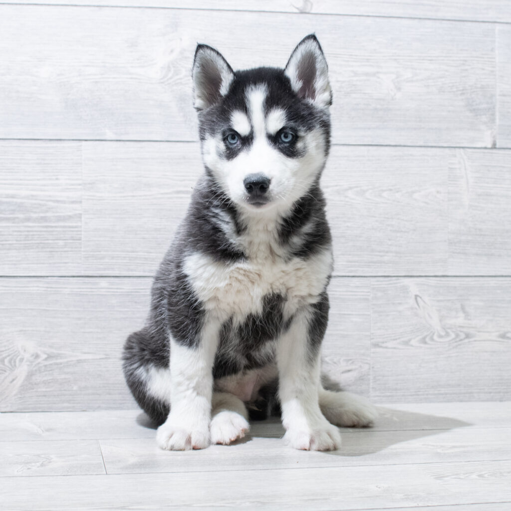 Siberian Husky Dog Female Black / White 4875 Petland Cleveland