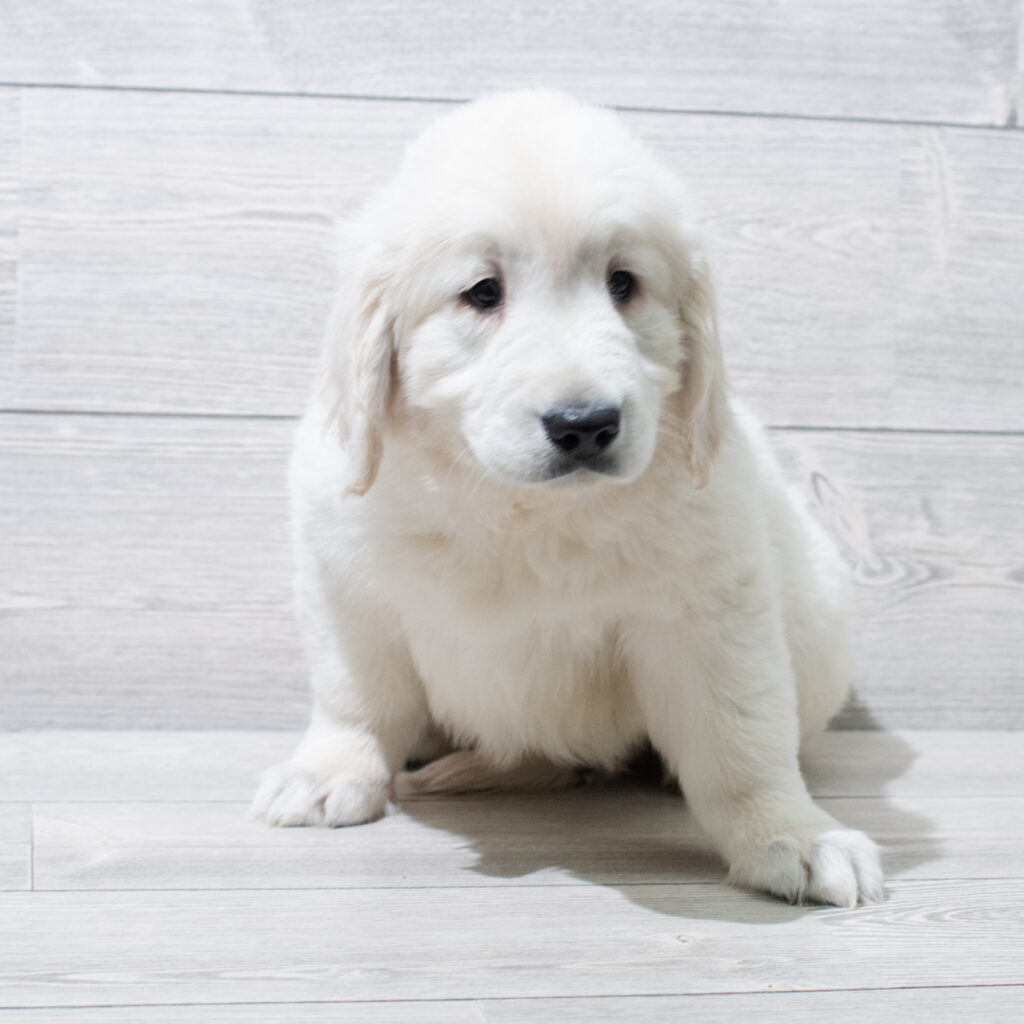 Golden Retriever Dog Male Light Golden 4863 Petland Cleveland