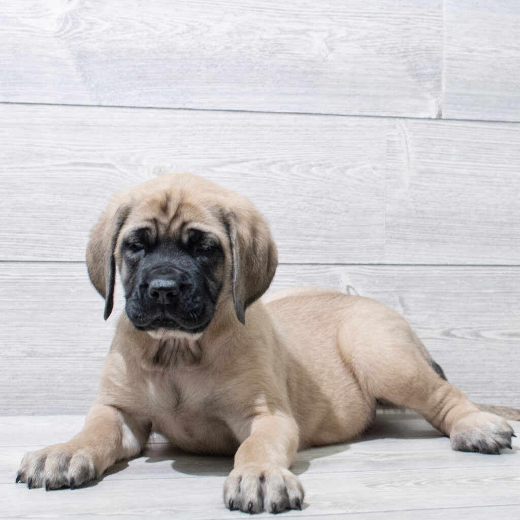 English Mastiff Dog Female Fawn 4864 Petland Cleveland