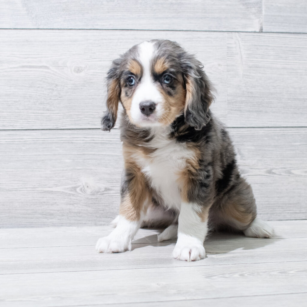 Mini Bernese Dog Female Blue Merle 4860 Petland Cleveland