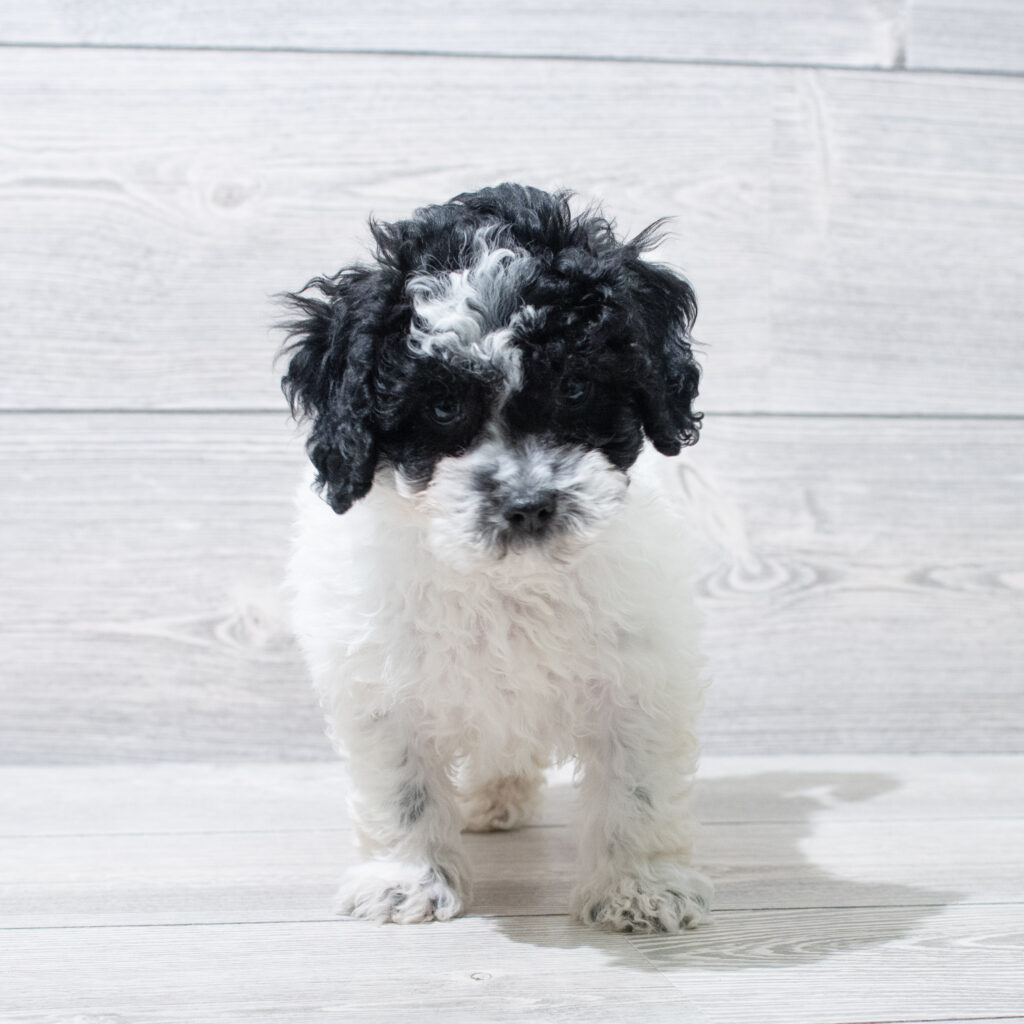 Cock A Poo Dog Male Black / White 4866 Petland Cleveland