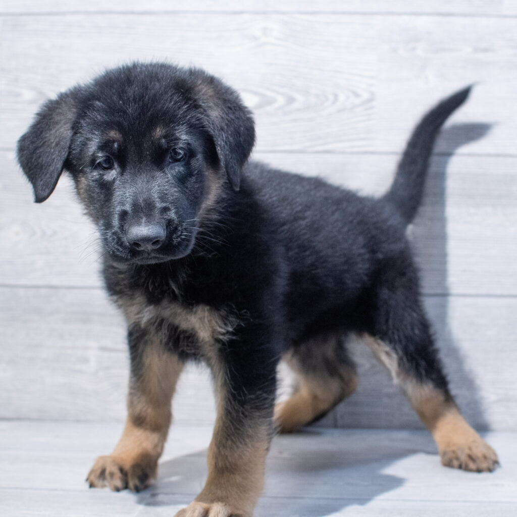 German Shepherd Dog Dog Male Black / Tan 1611 Petland Cleveland
