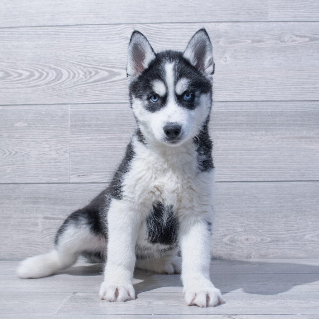 Siberian Husky Dog Male Black / White 1613 Petland Cleveland
