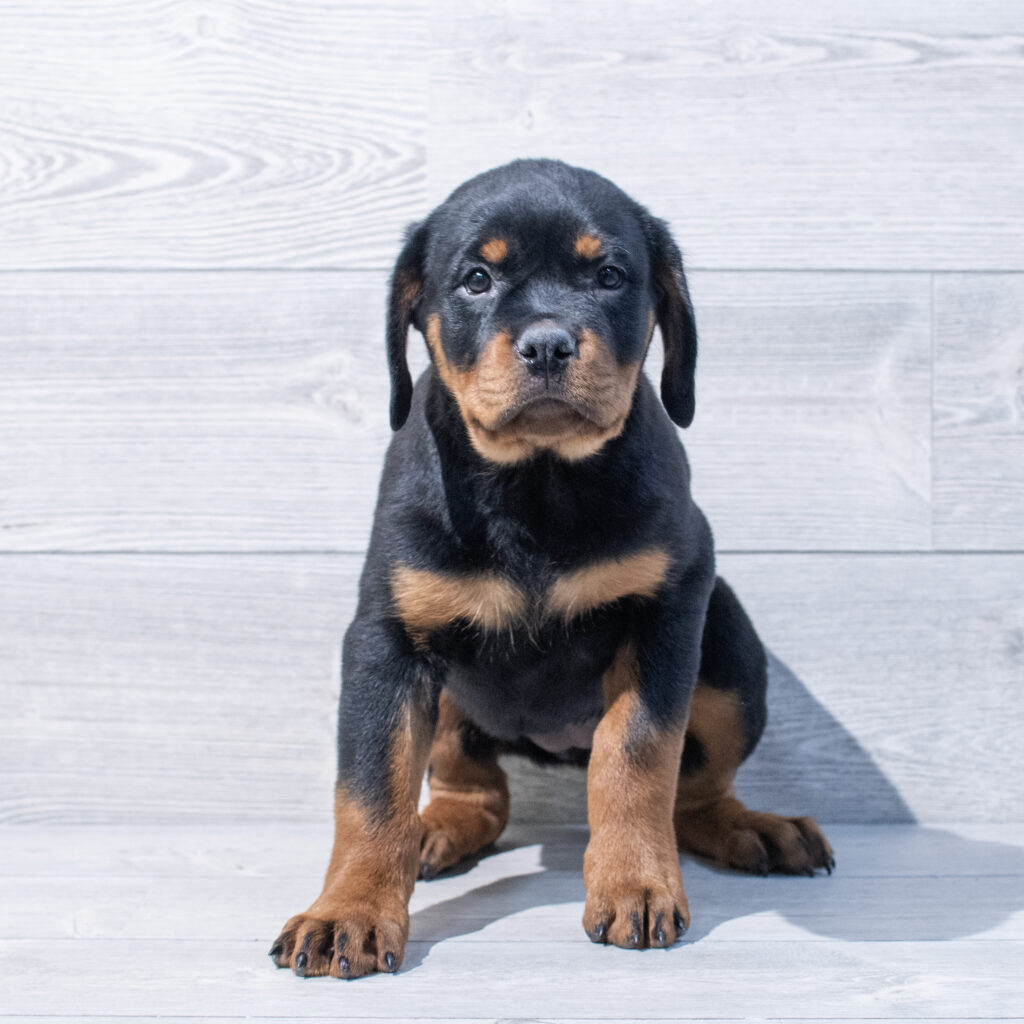 Rottweiler Dog Female Black / Tan 1616 Petland Cleveland