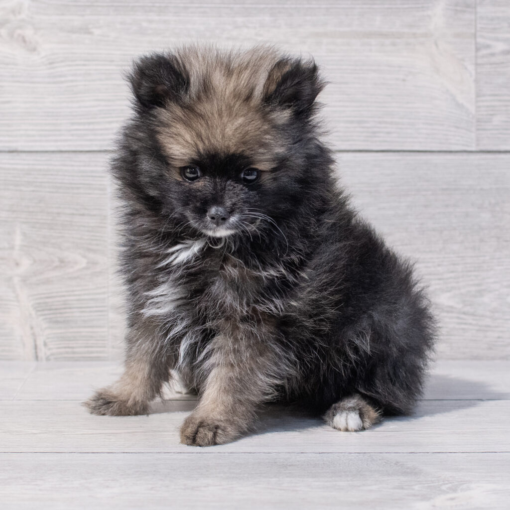 Pomeranian Dog Male Dark Sable 1612 Petland Cleveland