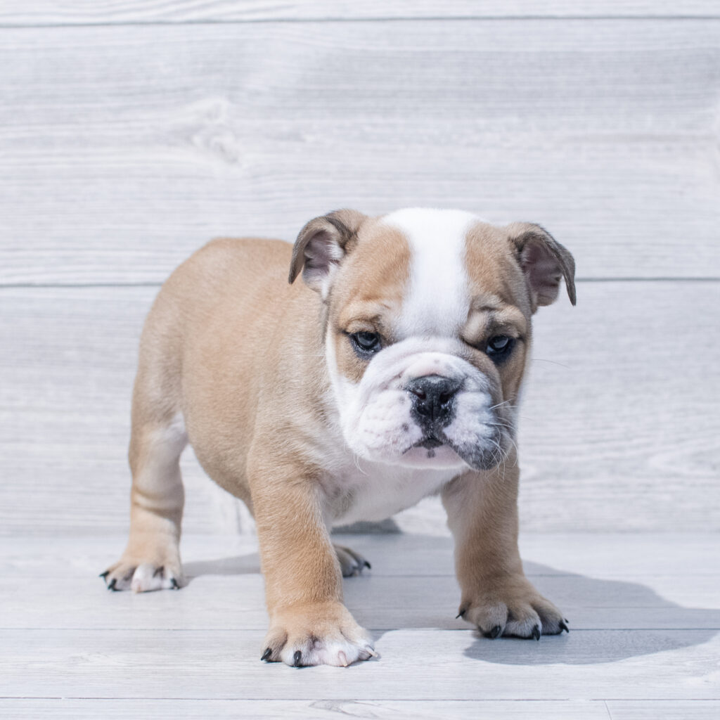 English Bulldog Dog Male Red / White 1610 Petland Cleveland