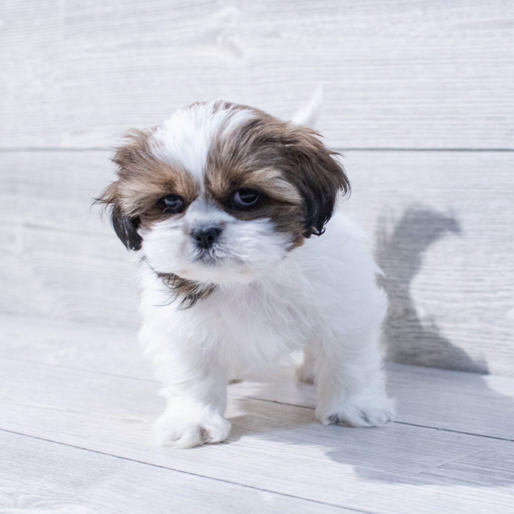 Shih Tzu Dog Female Brown / White 1614 Petland Cleveland