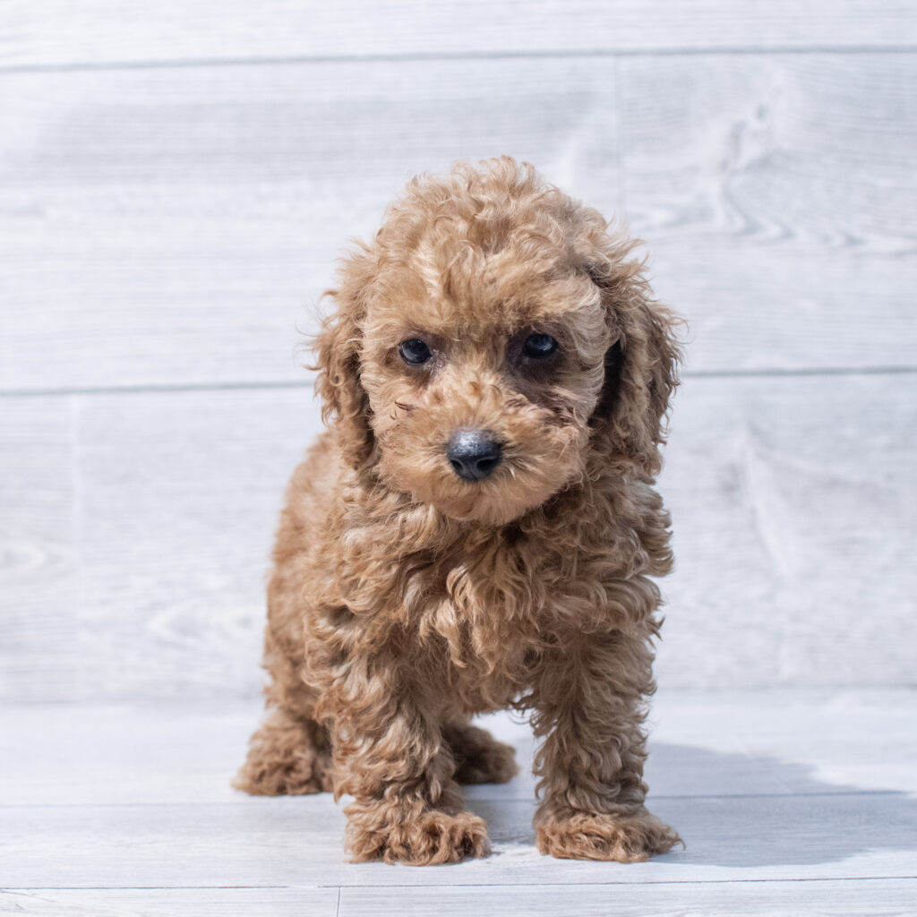 Poodle Dog Male Red 1615 Petland Cleveland