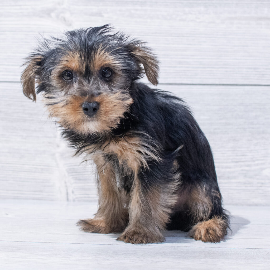 Yorkshire Terrier Dog Male Black / Tan 1617 Petland Cleveland