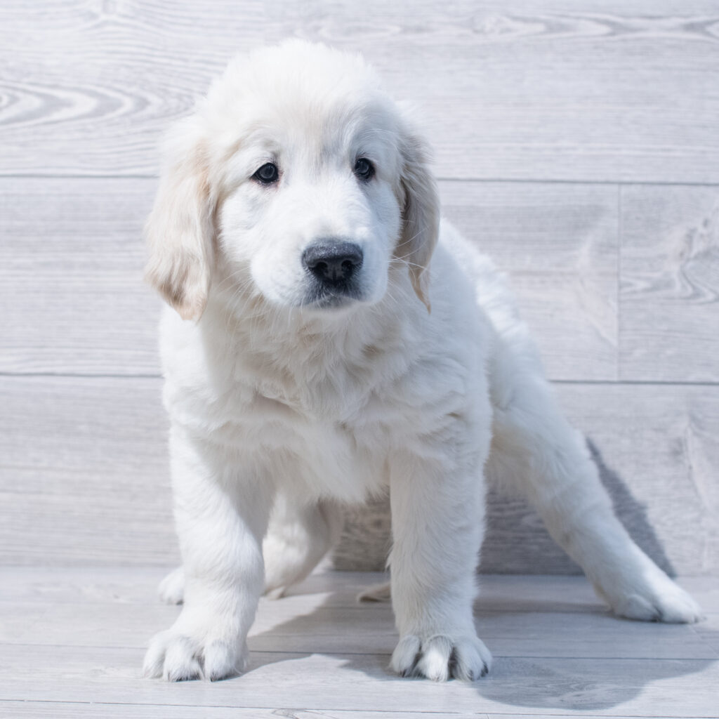 Golden Retriever Dog Male Light Golden 1604 Petland Cleveland