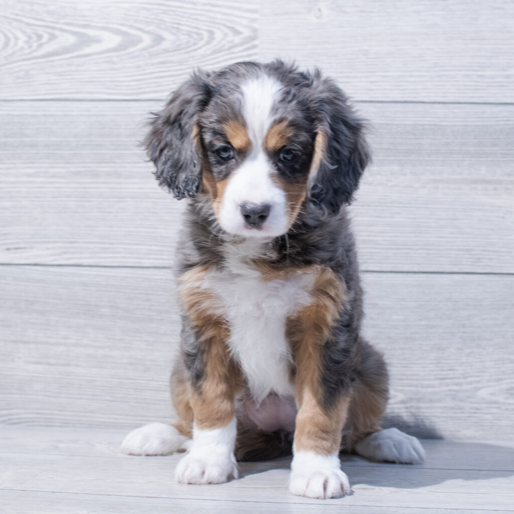 Mini Bernese Dog Female Blue Merle 1600 Petland Cleveland