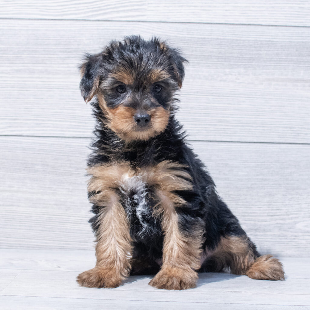 Yorkshire Terrier Dog Male Black / Tan 1609 Petland Cleveland