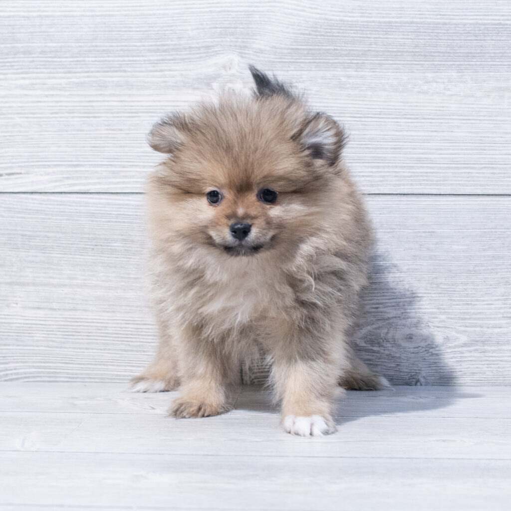 Pomeranian Dog Female Brown 1608 Petland Cleveland