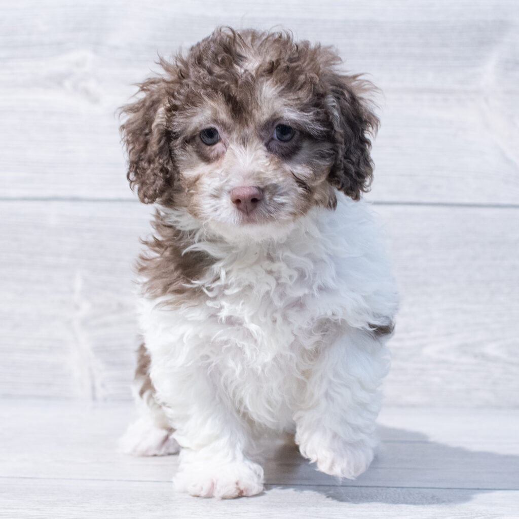 Cock A Poo Dog Female Chocolate 1607 Petland Cleveland