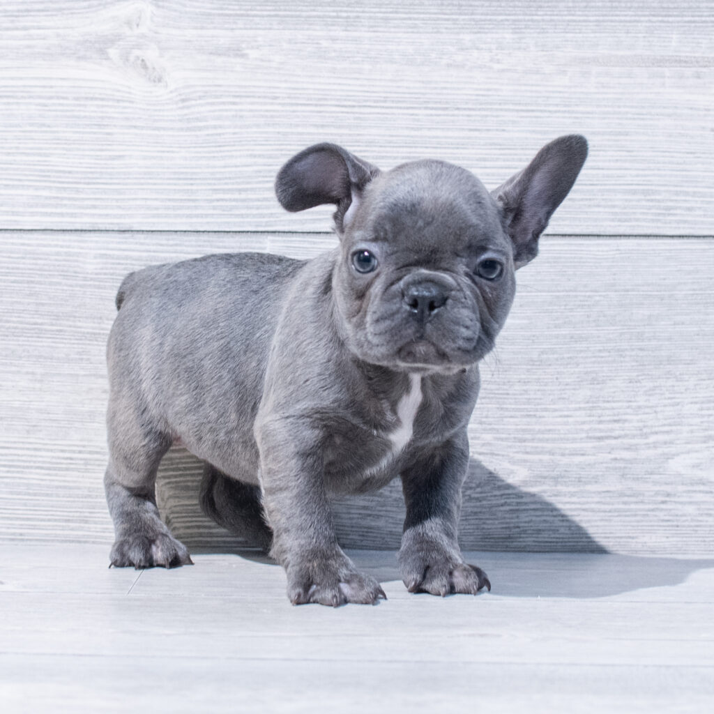 French Bulldog Dog Female Blue / Tan 1603 Petland Cleveland