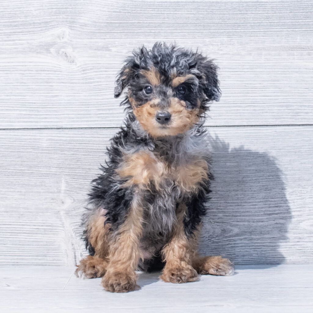 Poodle Mini Dog Male Blue Merle 1601 Petland Cleveland