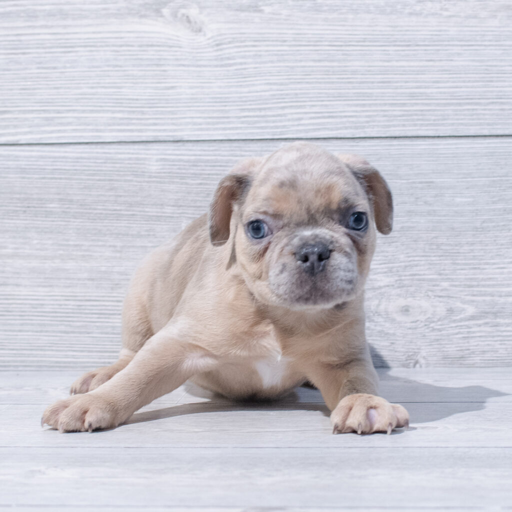 French Bulldog Dog Male Blue Merle 1602 Petland Cleveland