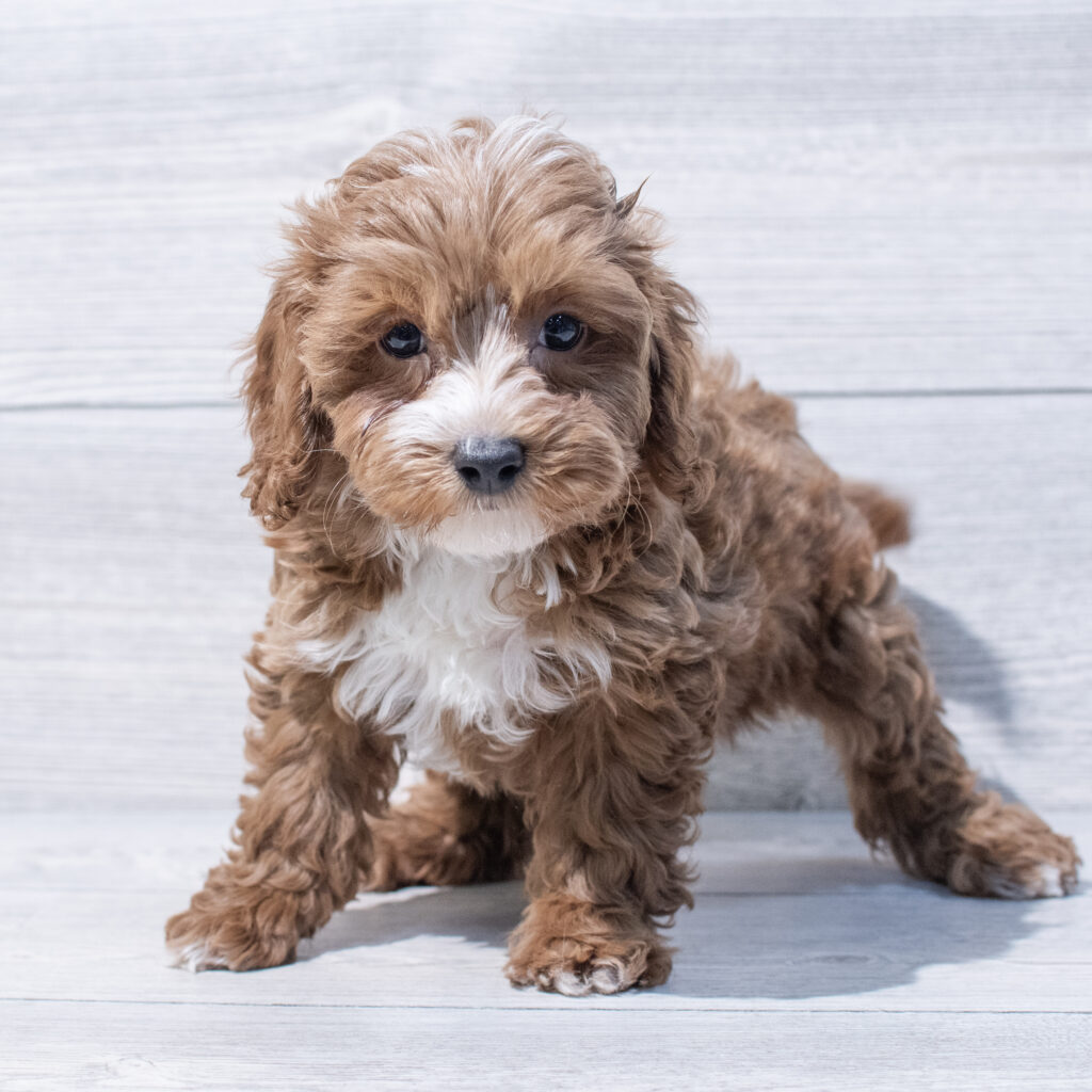 Cavapoo F2 Dog Male Red 1605 Petland Cleveland