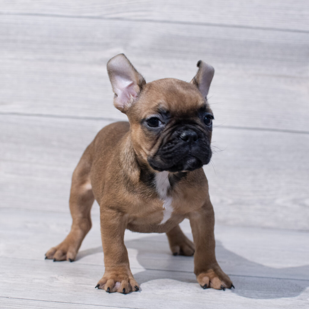 French Bulldog Dog Female Fawn 1636 Petland Cleveland