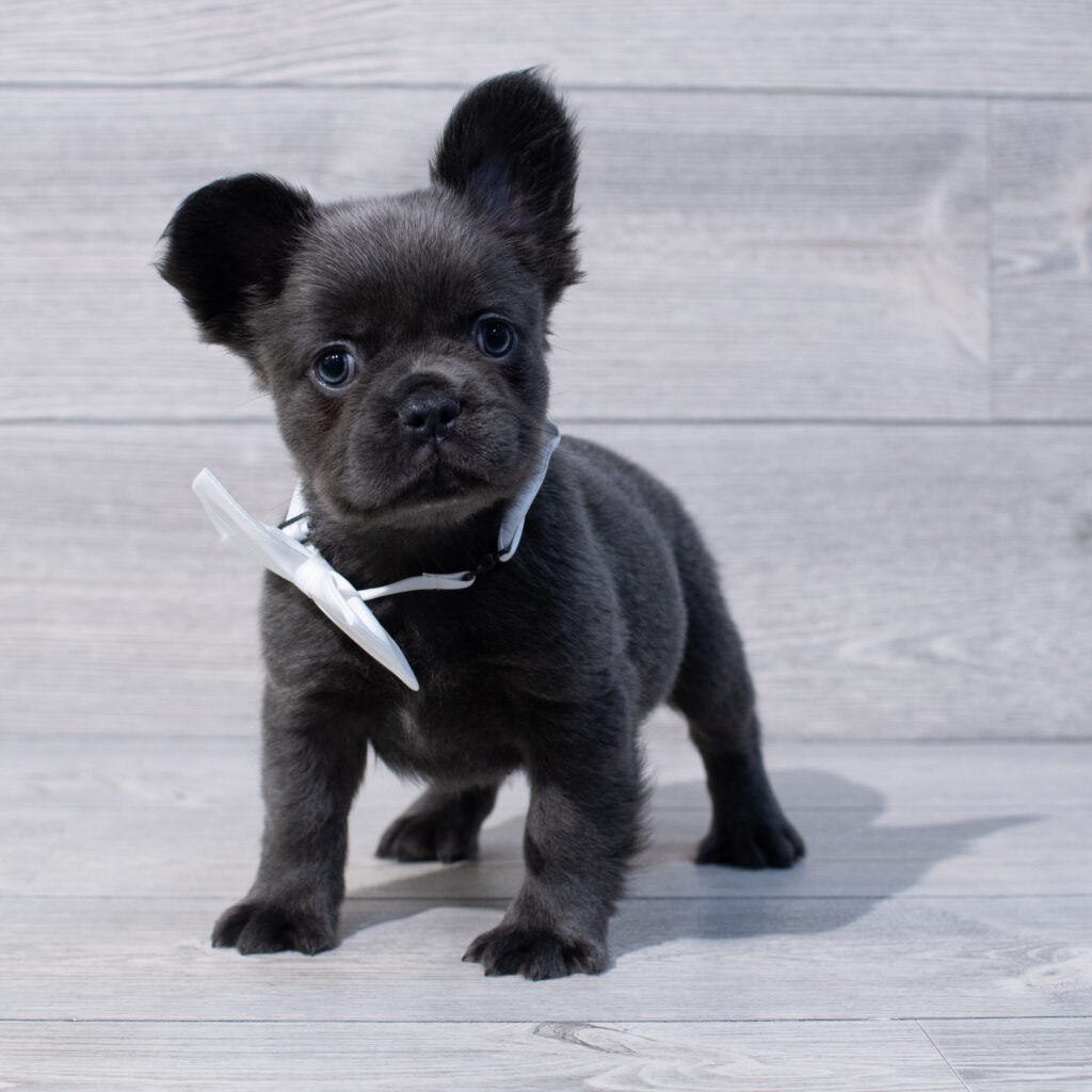 Fluffy French Bulldog Dog Male Blue 1637 Petland Cleveland