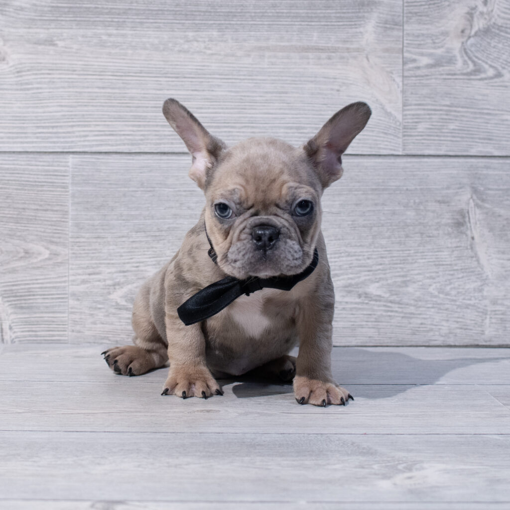 French Bulldog Dog Male Blue Merle 1635 Petland Cleveland