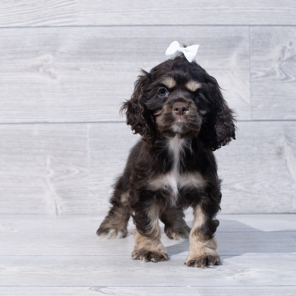 Cocker Spaniel Dog Female Chocolate 1634 Petland Cleveland