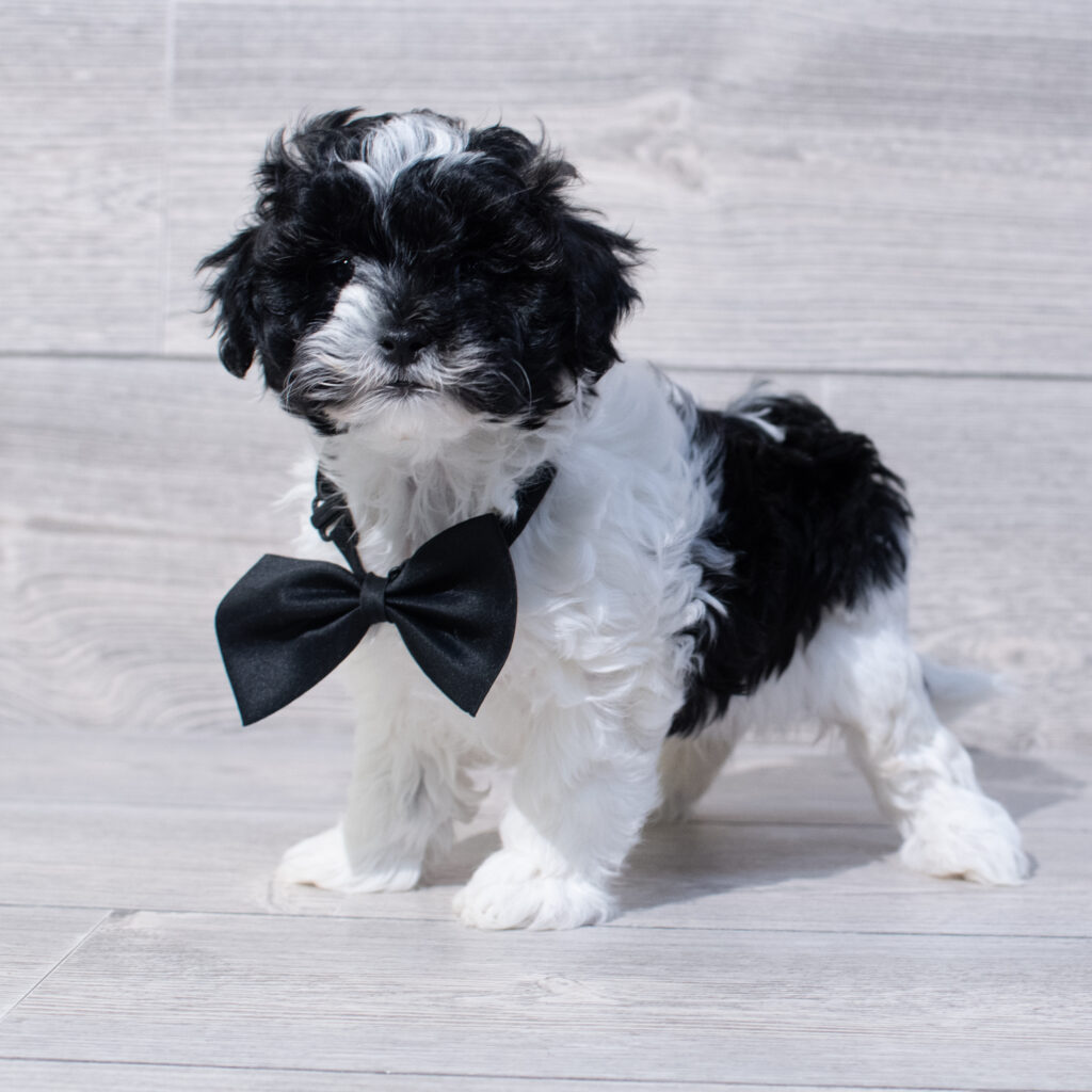 Daisy Dog Dog Male Black / White 1633 Petland Cleveland