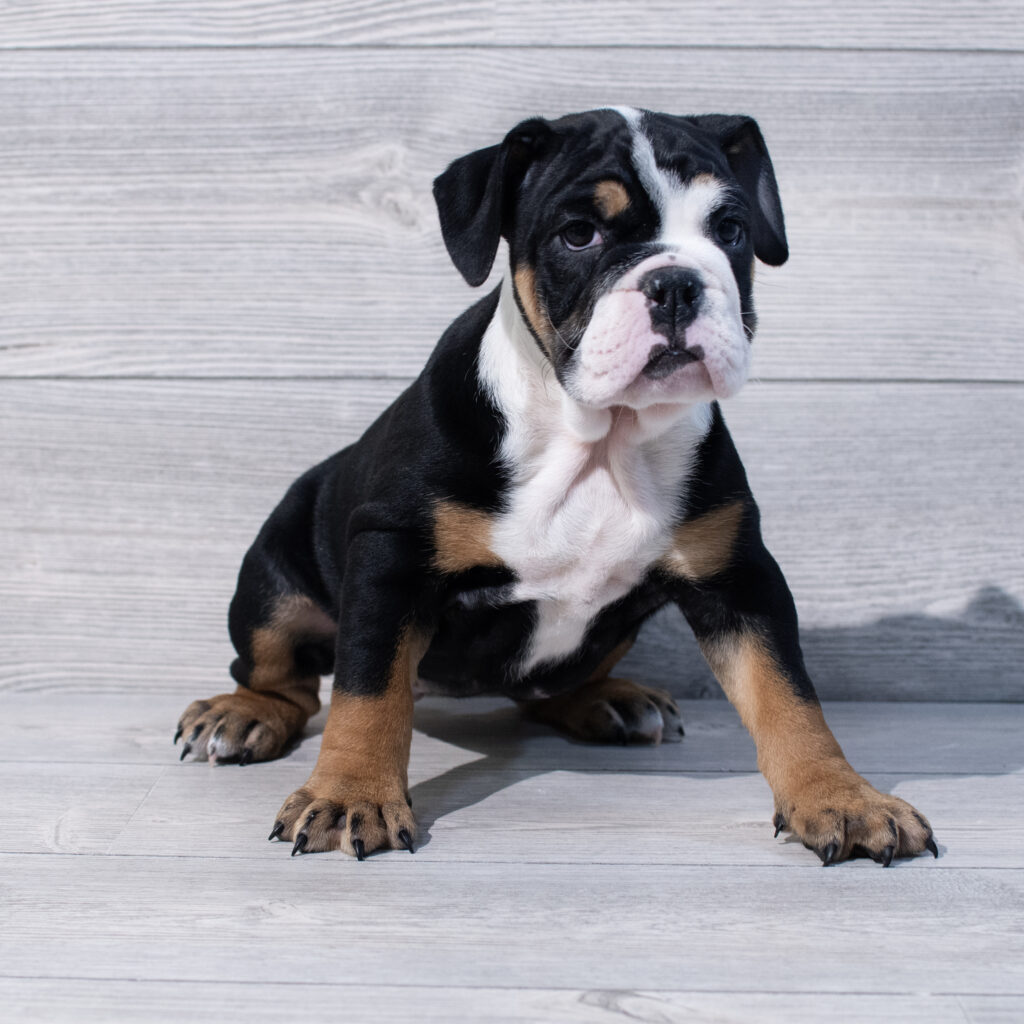 English Bulldog Dog Female Tri-Colored 1631 Petland Cleveland