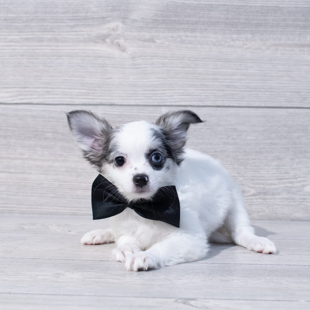 Chihuahua Dog Male White / Blue 1632 Petland Cleveland