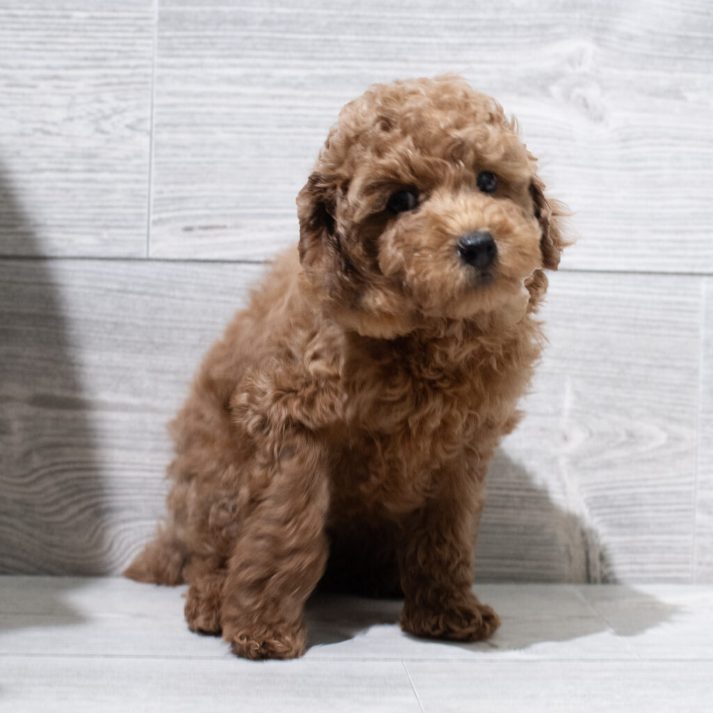 Poodle Mini Dog Male Red 4909 Petland Cleveland
