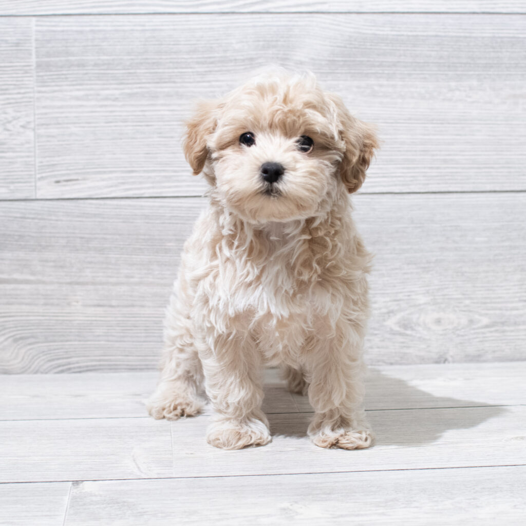 Maltipoo Dog Male Apricot / White 4907 Petland Cleveland