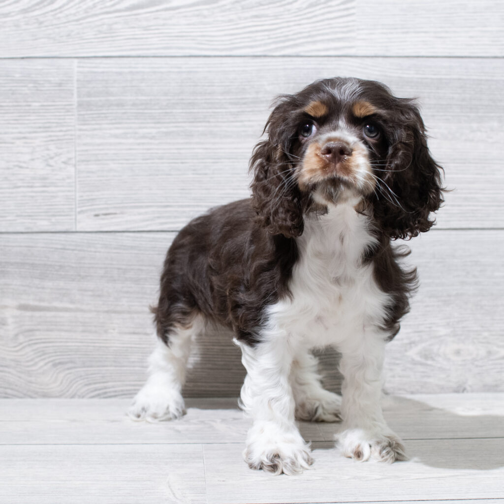 Cocker Spaniel Dog Female Chocolate / White 4906 Petland Cleveland