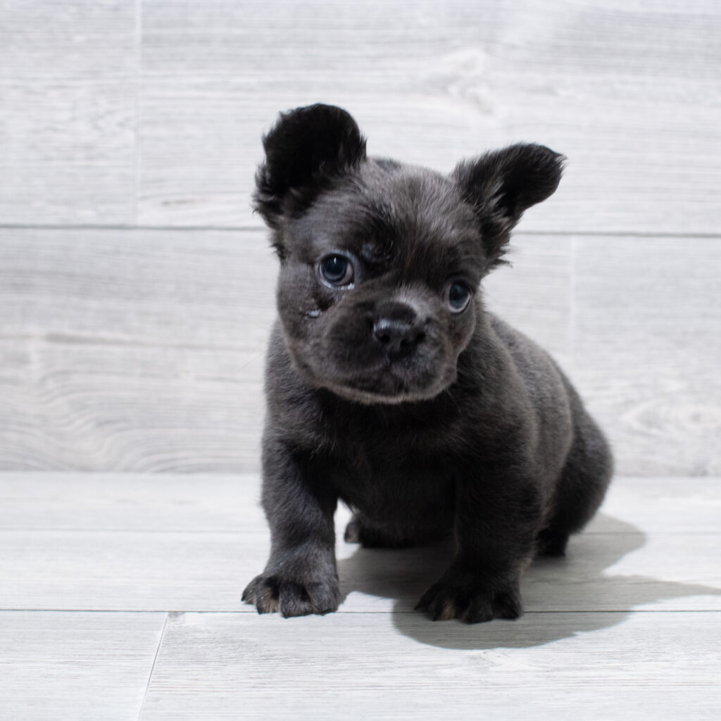 Fluffy French Bulldog Dog Female Blue 4916 Petland Cleveland