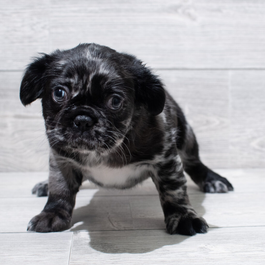 Fluffy French Bulldog Dog Female Blue Merle 4917 Petland Cleveland