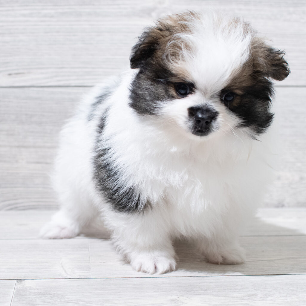 Pomeranian Dog Male White / Sable 4915 Petland Cleveland