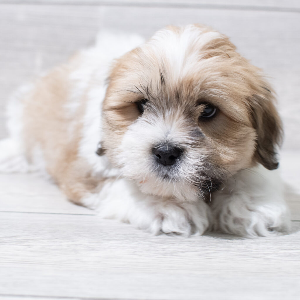 Lhasa Apso Dog Male Brown / White 4913 Petland Cleveland